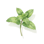Mint fragrance note icon