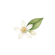 Neroli fragrance note icon