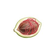 Nutmeg fragrance note icon