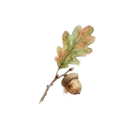 Oak fragrance note icon