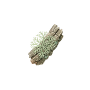Oakmoss fragrance note icon