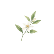 Orange Blossom fragrance note icon