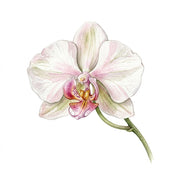 Orchid note