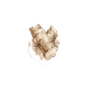 Orris Root fragrance note icon