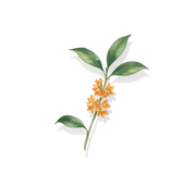 Osmanthus fragrance note icon