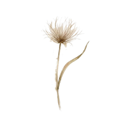Papyrus fragrance note icon