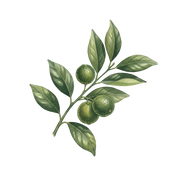 Petitgrain fragrance note icon