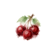 Pimento Berries fragrance note icon