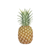 Pineapple fragrance note icon