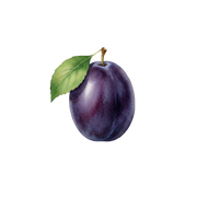 Plum fragrance note icon