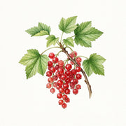 Red Currant note