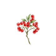 Red Berries fragrance note icon
