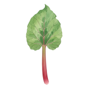 Rhubarb fragrance note icon