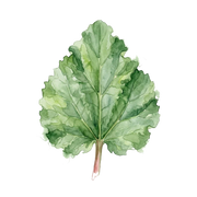Rhubarb Leaf fragrance note icon