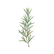 Rosemary fragrance note icon