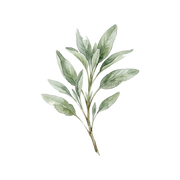 Sage fragrance note icon