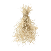 Sand Vetiver fragrance note icon