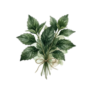 Singapore Patchouli fragrance note icon