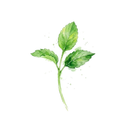 Spearmint fragrance note icon