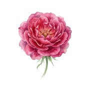 Taif Rose fragrance note icon