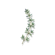 Thyme fragrance note icon