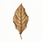 Tobacco Leaf note