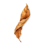 Tobacco fragrance note icon