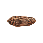 Tonka Bean fragrance note icon
