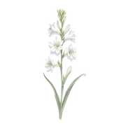 Tuberose fragrance note icon