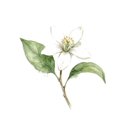 Tunisian Orange Blossom fragrance note icon