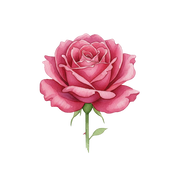 Turkish Rose fragrance note icon