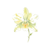 Vanilla Orchid fragrance note icon