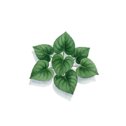 Violet Leaf fragrance note icon