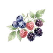 Wild Berries fragrance note icon