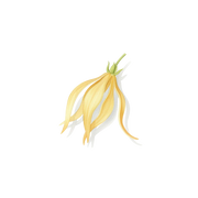 Ylang Ylang fragrance note icon